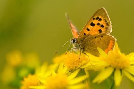 Ocean City Biodiversity Black Hairstreak